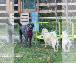 Klaus - Male Irish Wolfhound-Unknown Mix Dog for Adoption - Photo #3