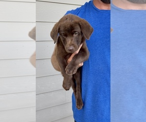 Labrador Retriever Puppy for sale in REIDSVILLE, GA, USA