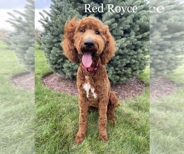 Medium Photo #1 Goldendoodle Puppy For Sale in WOODBURN, IN, USA