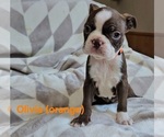 Puppy Olivia orange Boston Terrier