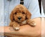 Small #2 Goldendoodle (Miniature)