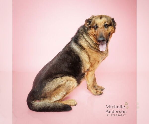 Medium Photo #2 German Shepherd Dog-Unknown Mix Puppy For Sale in Corona, CA, USA