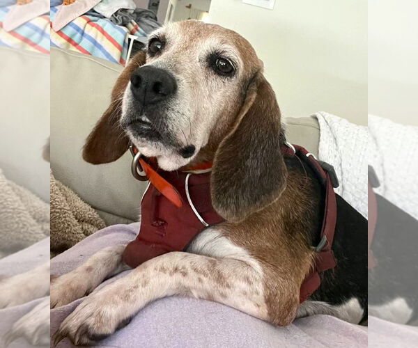 Medium Photo #6 Beagle Puppy For Sale in Dunnellon, FL, USA