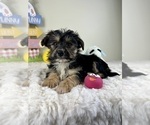 Small #3 YorkiePoo