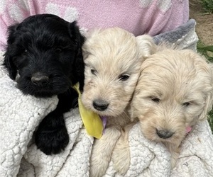 Labradoodle Puppy for Sale in MADERA, California USA