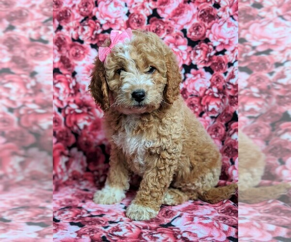 Medium Photo #1 Goldendoodle Puppy For Sale in GLEN ROCK, PA, USA
