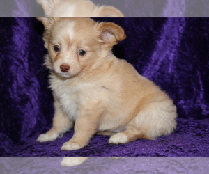 Chihuahua Puppy for sale in BEDFORD, IN, USA