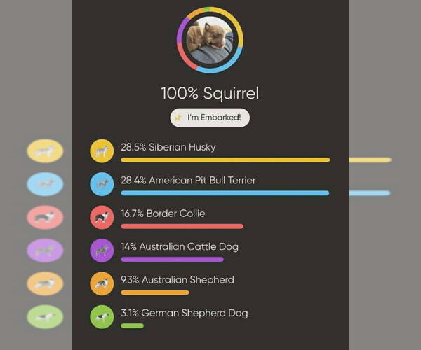 Medium Photo #5 Border Collie-Unknown Mix Puppy For Sale in Chinook, MT, USA