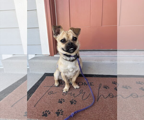 Medium Photo #1 Pug-Unknown Mix Puppy For Sale in Sandy, UT, USA