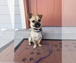 Small Pug Mix