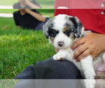 Small Photo #3 Miniature Bernedoodle Puppy For Sale in DUNDEE, OH, USA