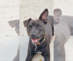 Small #11 Staffordshire Bull Terrier Mix