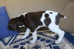 Small Photo #10 German Shorthaired Pointer Puppy For Sale in BLAINSPORT, PA, USA