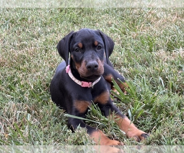 Medium Photo #14 Doberman Pinscher Puppy For Sale in NEWTON, NC, USA