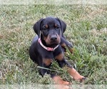Small #13 Doberman Pinscher