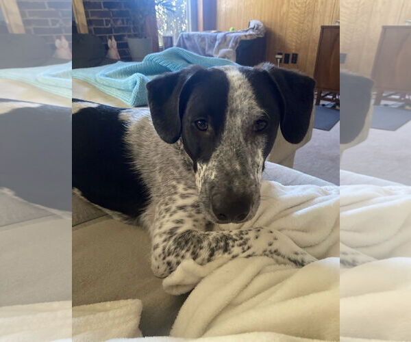 Medium Photo #15 Mutt Puppy For Sale in Euless, TX, USA