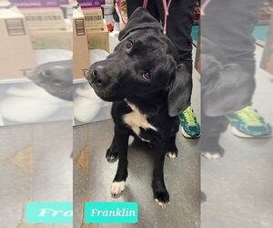 Franklin - Male Labrador Retriever Dog for Adoption - Photo #12