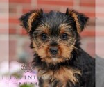 Small #3 Yorkshire Terrier