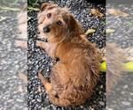 Small #5 Dachshund Mix