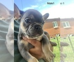 Small Photo #1 French Bulldog Puppy For Sale in FRASER, MI, USA