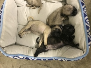 Pug Puppy for sale in MARYSVILLE, OH, USA