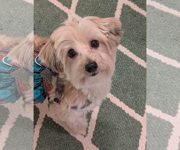 Medium Photo #1 Maltese-Unknown Mix Puppy For Sale in Greensboro, NC, USA