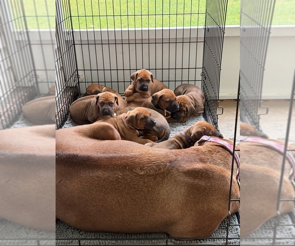 Medium Photo #9 Rhodesian Ridgeback Puppy For Sale in NEW BROCKTON, AL, USA