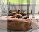 Litter of 7 - Male(s) and Female(s) Rhodesian RidgebackLitter of Puppies for Sale - Photo #9