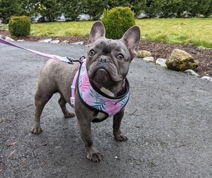 French Bulldog Puppy for Sale in SEATTLE, Washington USA