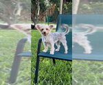 Small #17 Poodle (Toy) Mix