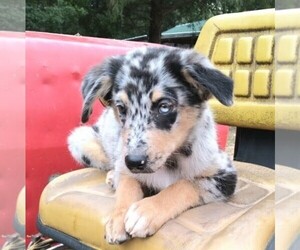 Australian Shepherd Puppy for sale in LINDEN, TN, USA