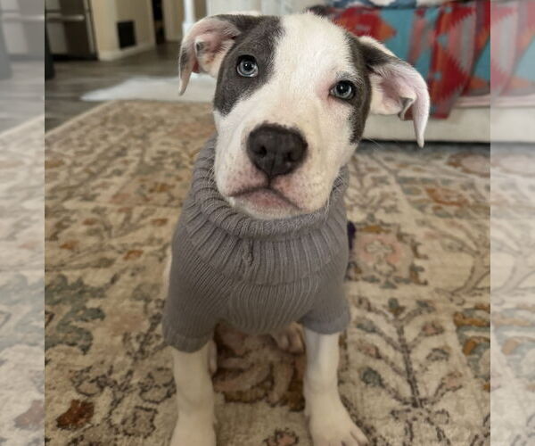 Medium Photo #8 Mutt Puppy For Sale in Fargo, ND, USA