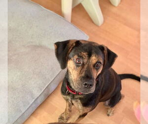 MADDIE - Female Mutt Dog for Adoption - Photo #4