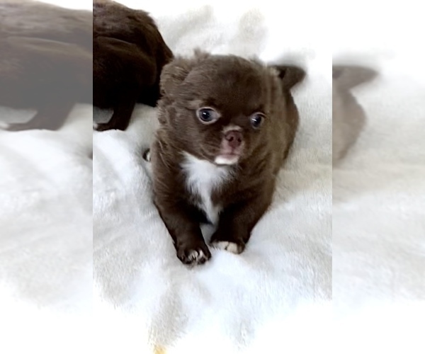 Medium Photo #9 Chihuahua Puppy For Sale in CHESAPEAKE, VA, USA