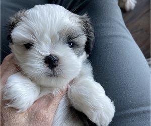 Shih Tzu Puppy for sale in LEANDER, TX, USA