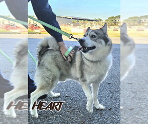 Snow - ON HOLD - NO MORE APPLICATIONS - Male Siberian Husky Dog for Adoption - Photo #3