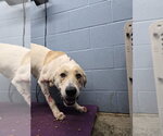 Small #3 Great Pyrenees Mix