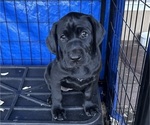 Puppy Black Star German Shorthaired Lab