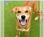 Small #1 Black Mouth Cur