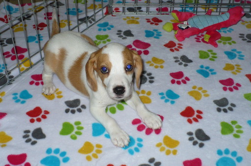 Medium Photo #1 Beagle Puppy For Sale in TUCSON, AZ, USA