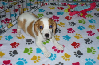 Beagle Puppy for sale in TUCSON, AZ, USA