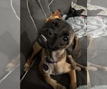 Small #5 Box-a-Pug