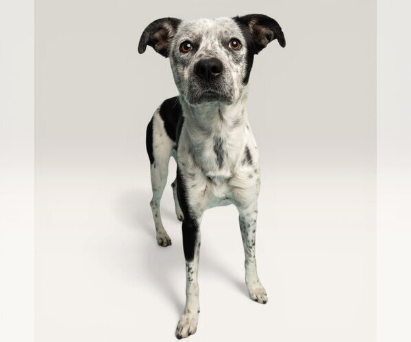 Medium Photo #1 Mutt Puppy For Sale in Rowlett, TX, USA