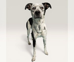 Mutt Dogs for adoption in Rowlett, TX, USA