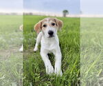 Small #4 Great Pyrenees-Red Heeler Mix