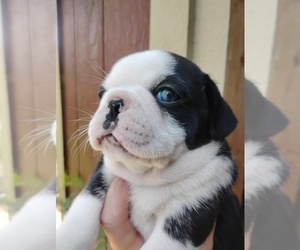 Frenchie Pug Puppy for Sale in NEW WAVERLY, Texas USA