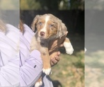 Small Photo #1 Miniature Australian Shepherd Puppy For Sale in VACAVILLE, CA, USA