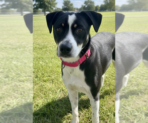 Mutt Dogs for adoption in Elmsford, NY, USA