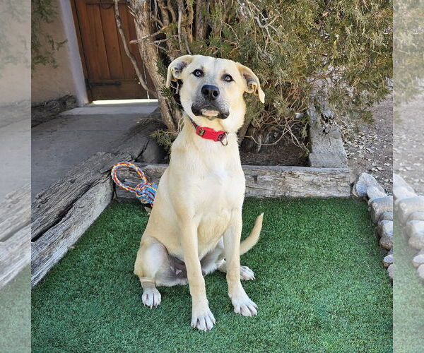 Medium Photo #2 Mutt Puppy For Sale in Albuquerque, NM, USA