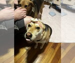 Small #6 German Shepherd Dog Mix